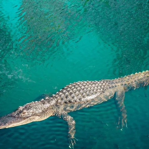 Ρόδος | Καταγγελίες για κροκόδειλο σε ποτάμι - ξεκίνησαν έρευνες