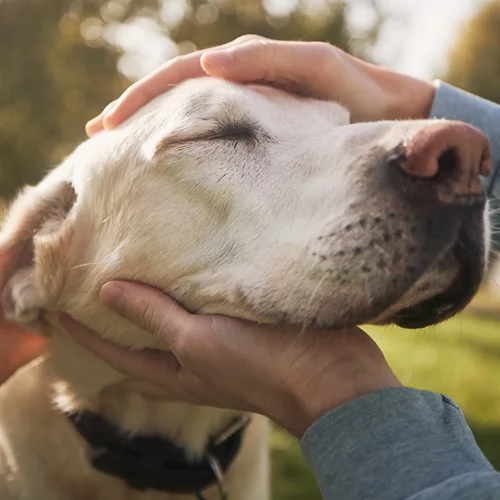 Το πρώτο Φεστιβάλ Φιλοζωίας στο Πεδίο του Άρεως είναι γεγονός | Διήμερο φεστιβάλ αφιερωμένο στα ζώα συντροφιάς
