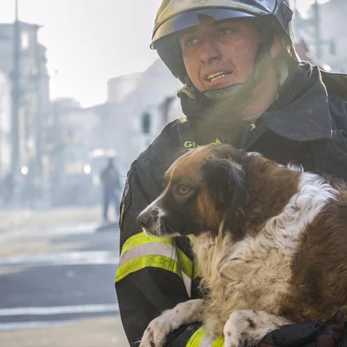 Αγώνας για να σωθούν τα πυρόπληκτα ζώα - 148 έφτασαν στο Γαλάτσι από Κερατέα, Καλύβια, Λαγονήσι