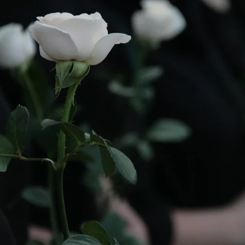 Δολοφονία στη Ν. Φιλαδέλφεια | Στην Ελευσίνα σήμερα το τελευταίο αντίο στον Μιχάλη