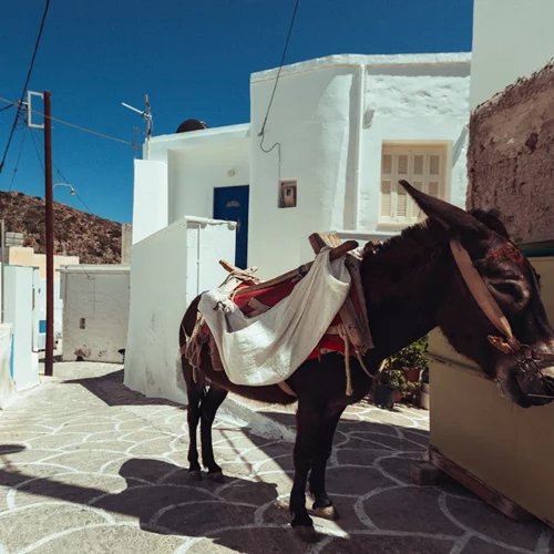 Η Daily Mail ξεμπρόστιασε τη γαϊδουριά μας