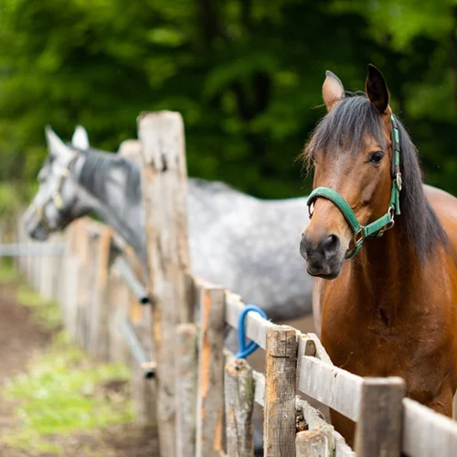 Χαλκιδική | Δικογραφία σε βάρος ιδιοκτήτη αλόγου - Το είχε δεμένο να καίγεται στον ήλιο
