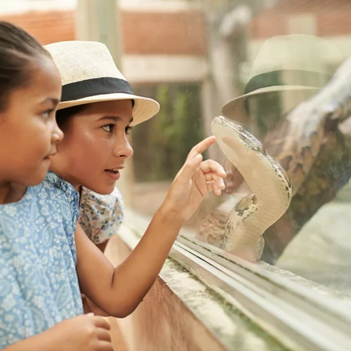 Βόλος | Οχιά δάγκωσε τέσσερις φορές 4χρονη - Θετικές οι εξελίξεις για την υγεία της