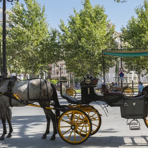 Κέρκυρα | Καταγγελία ότι ο αμαξάς μαστίγωνε το άλογο - Από φυσικά αίτια ο θάνατός του, σύμφωνα με τη νεκροψία