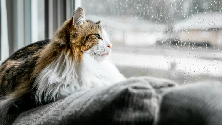 Rainy day cat