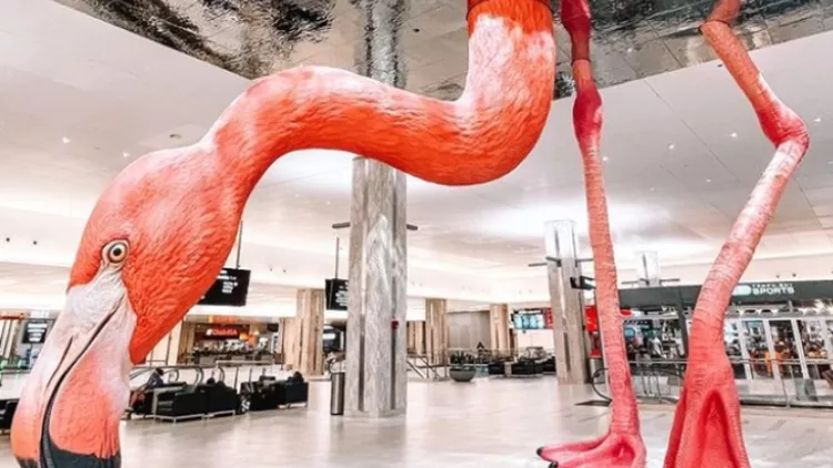Flamingo