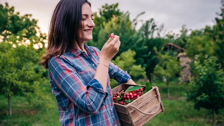 cherries