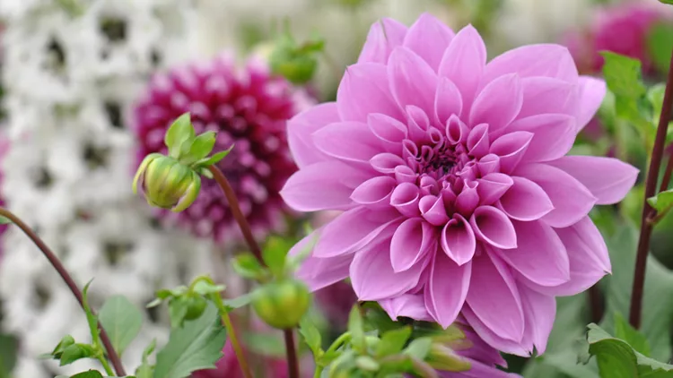 dahlia