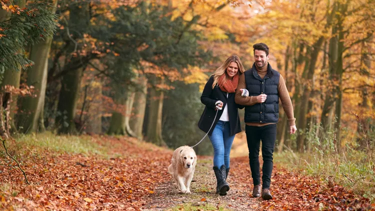 Loving Couple Walking With Pet Golden Retriever Dog Along Autumn Woodland Path Through Trees stock photo