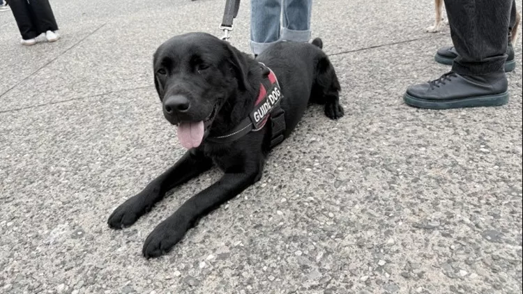 pet festival