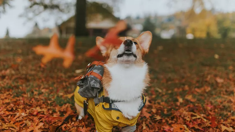 Dog playing with fall leaves