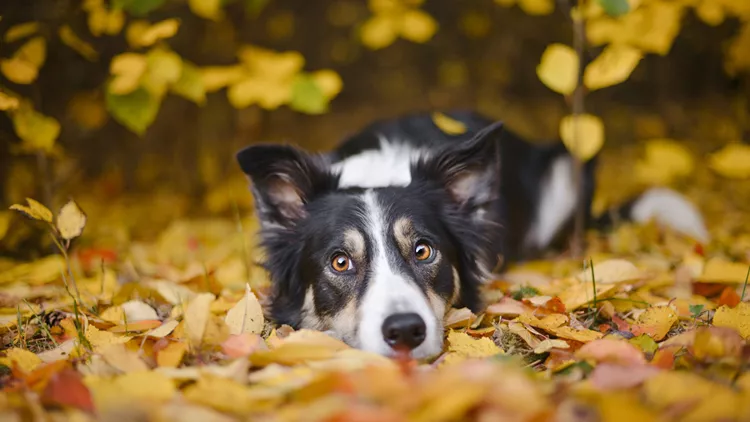 Border Collie and autumn colors