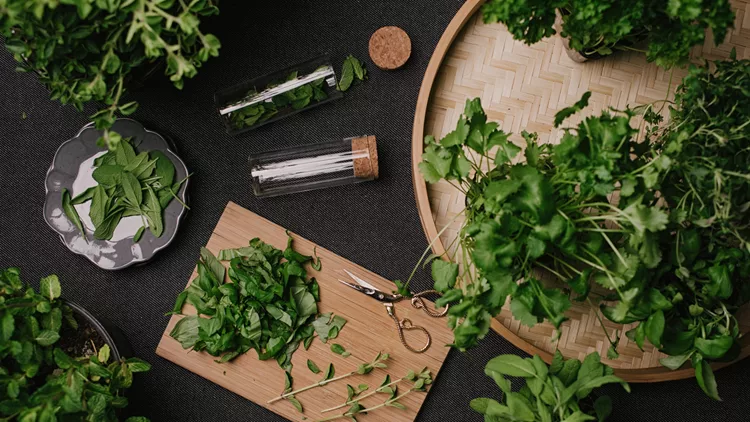 Herb leaves fresh picked herbs saved and dried