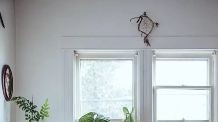 indoor-plants-decor- (2)