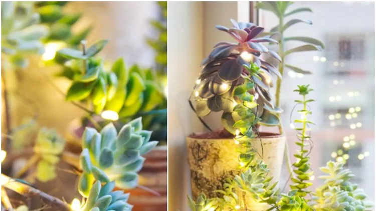 succulents