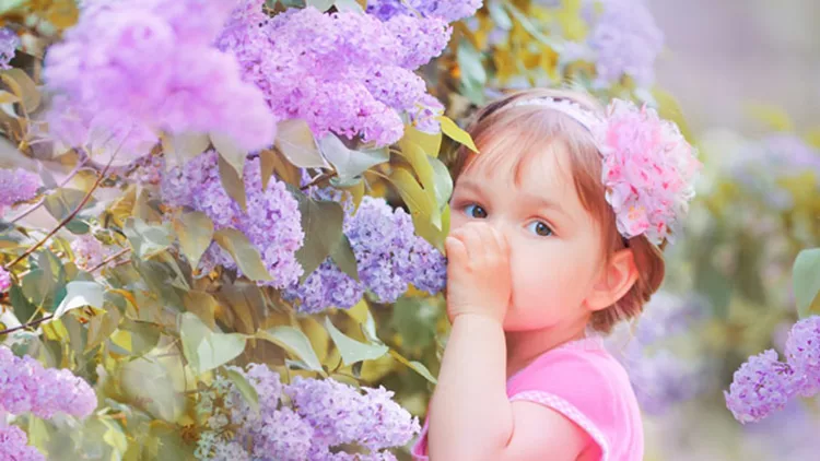 ecos baby _ lilac  sea butter _ image