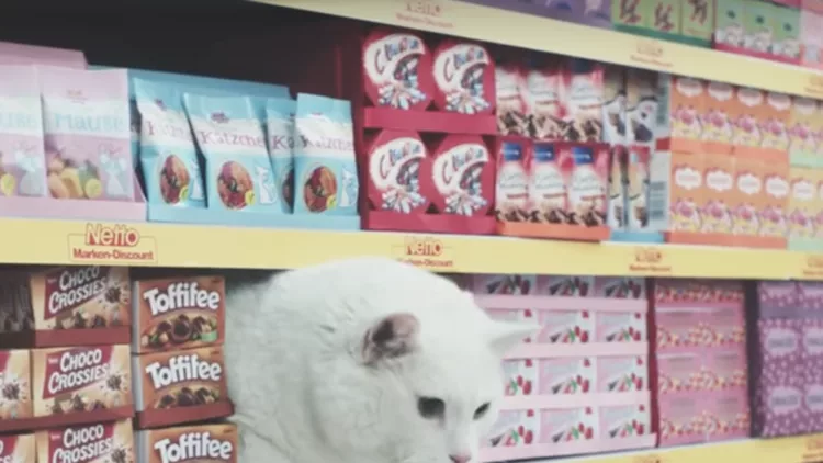 cat-supermarket