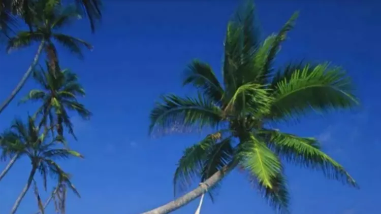 kedrikibestislands