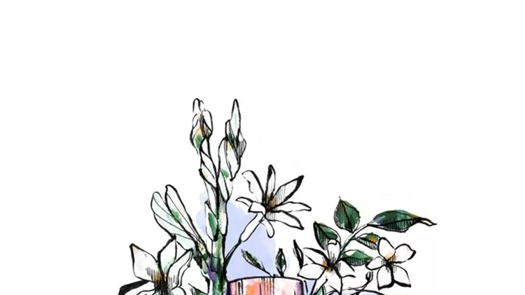 Bloom sketch