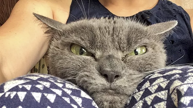 always-angry-cat-Shamo-29-59afa0ccabbfe__700