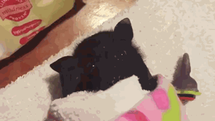 adorable-bats-39-59e716c01b85c__700