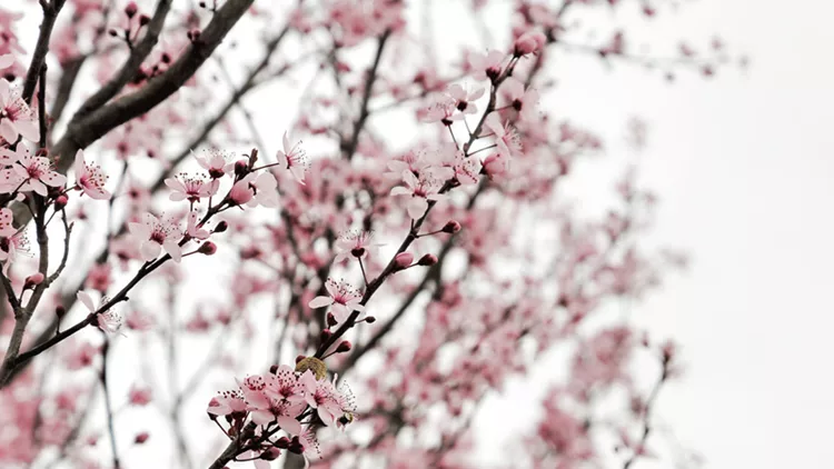 26826273 - branches of almond tree in spring