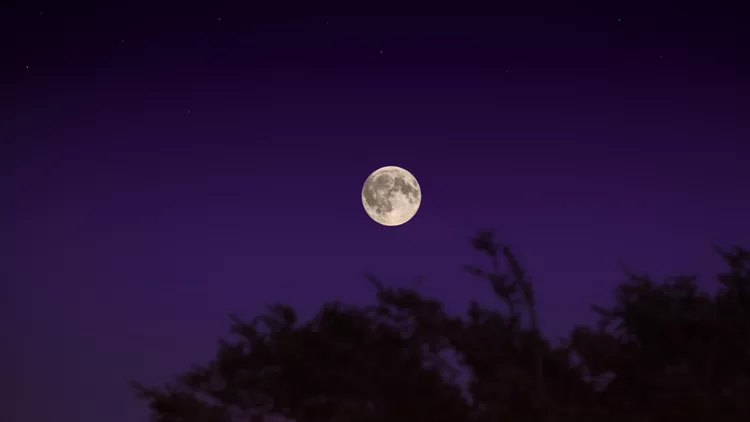 moon over trees