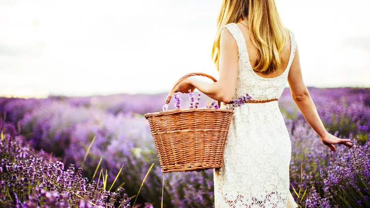 Young lavender picker