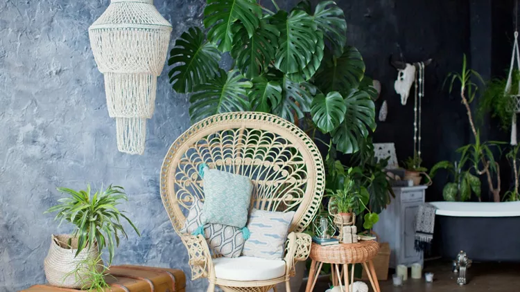 Rattan peacock chair and big monstera plant in loft room