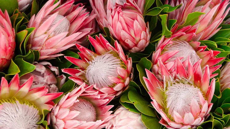 Bunches of Proteas