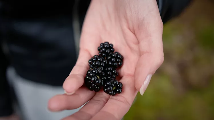 Woman holding hand full of berries