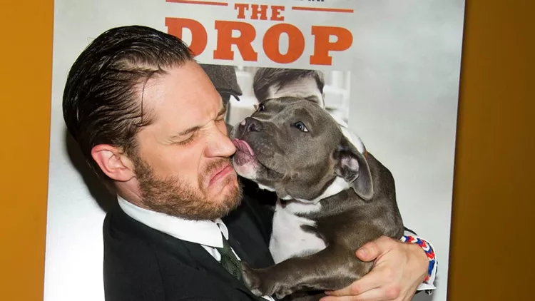 hardy-dogs-anoigma_n97h