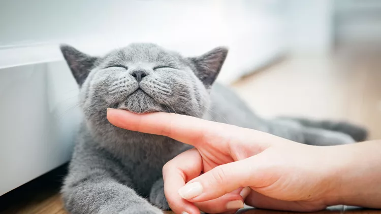 Happy kitten likes being stroked by woman's hand.