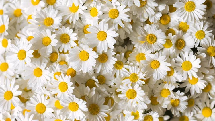 Daises flowers