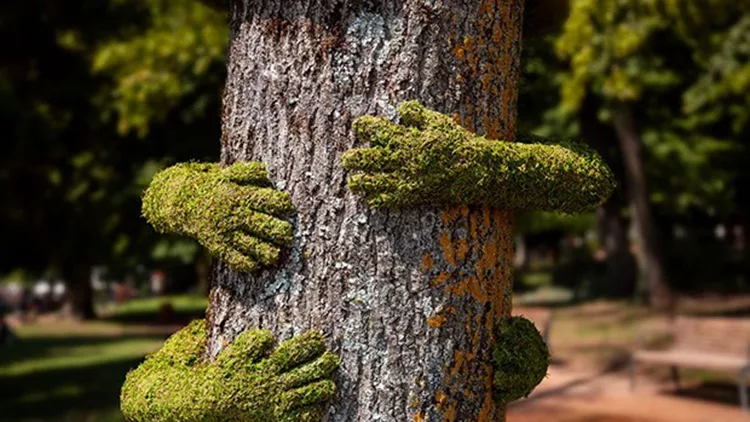 tree-hug-blog-frankie-111