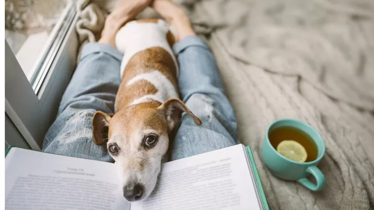 reading-at-home-with-pet-cozy-home-weekend-with-interesting-book-dog-picture-id1132975333