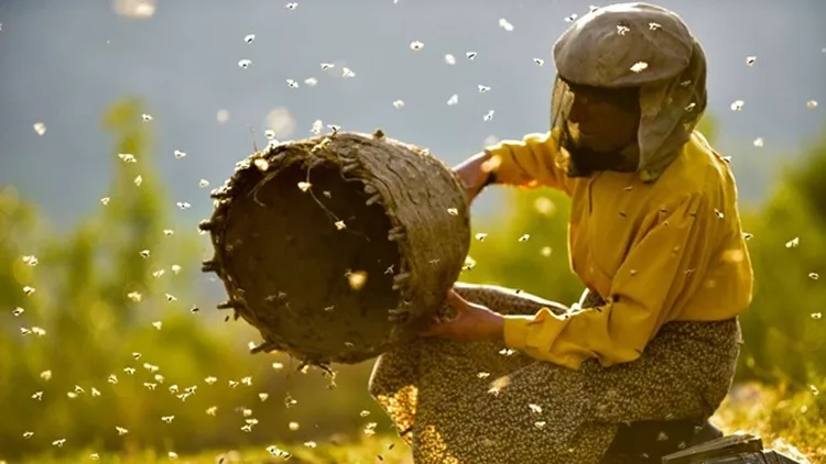 Ποιο είναι το Honeyland που είναι υποψήφιο σε δύο κατηγορίες για Όσκαρ