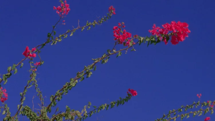 1d39431cc450498fbd6d2538ae5026d0