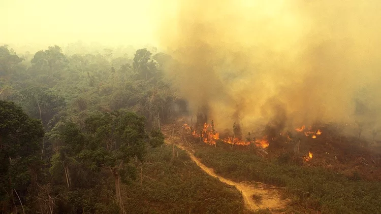 Fire in the Amazon