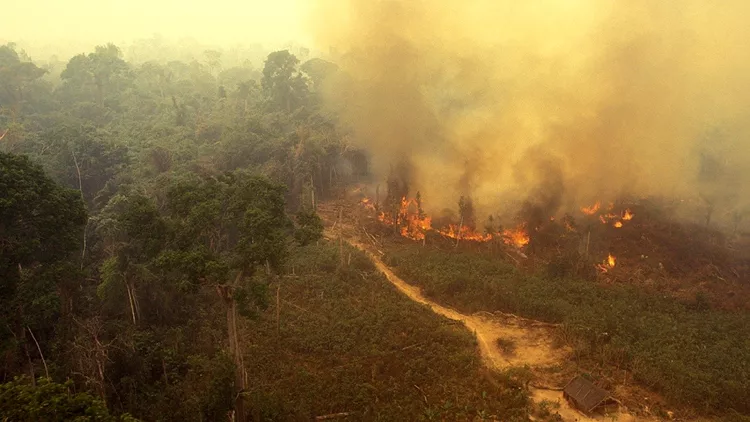 Fire in the Amazon