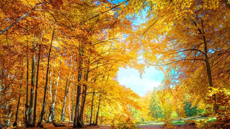 Heart of autumn - yellow orange trees in forest with heart shape, sunny weather, good day