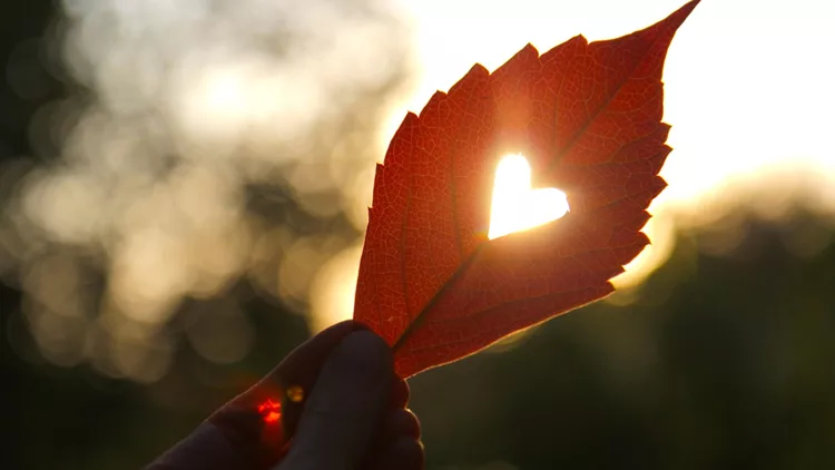 Autumn red leaf with cut heart in a hand