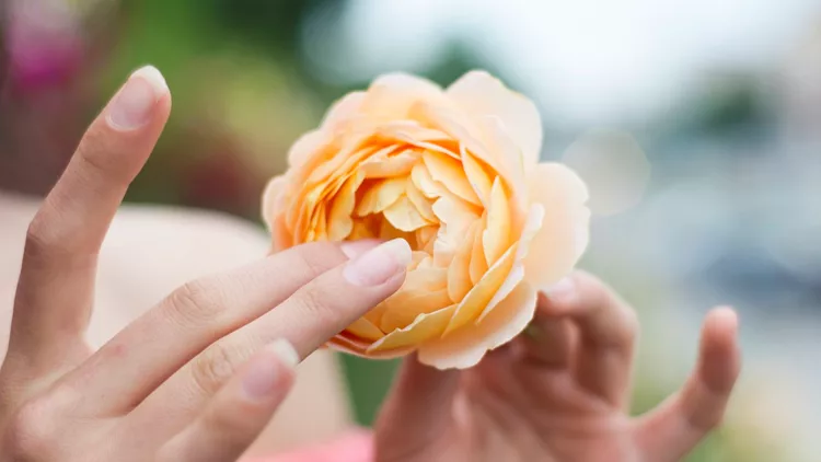 Woman in rose garden