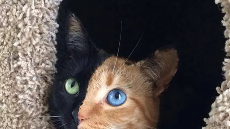 Venus: η γάτα με τα δύο πρόσωπα