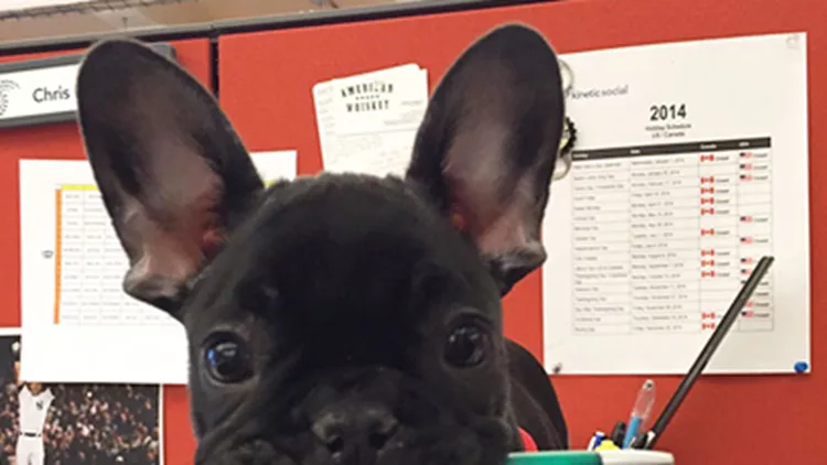 Σκυλάκια στο γραφείο: Να τι συμβαίνει όταν φέρνεις το σκύλο στη δουλειά