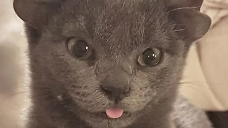 CATS