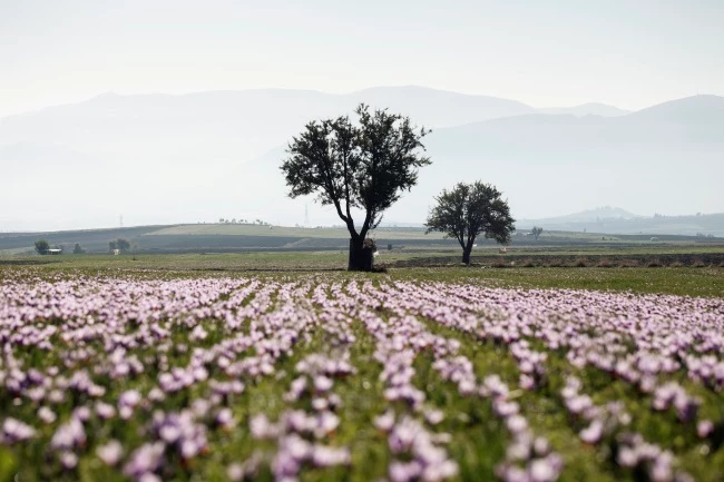 Ένα ταξίδι στον Κρόκο Κοζάνης: Η μοναδική εμπειρία και μια νέα beauty άφιξη