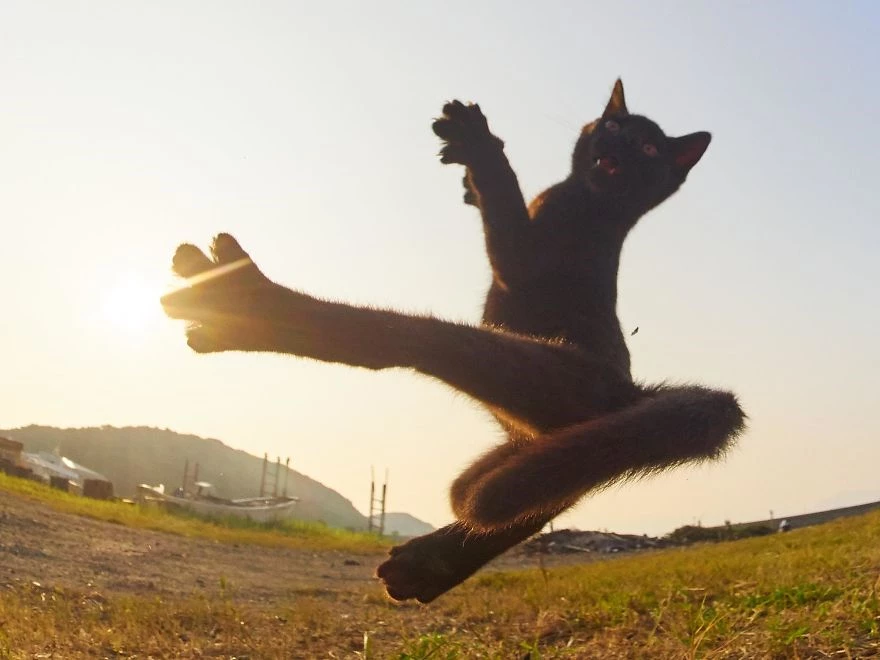 Μήπως οι γάτες είναι τελικά οι πραγματικοί ninja;