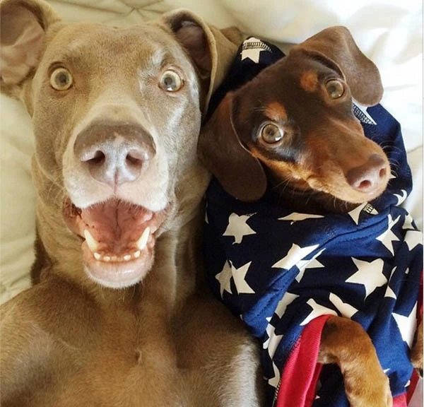 Insta-cuteness: Διάσημα παιχνιδιάρικα σκυλάκια με δικό τους instagram - εικόνα 2