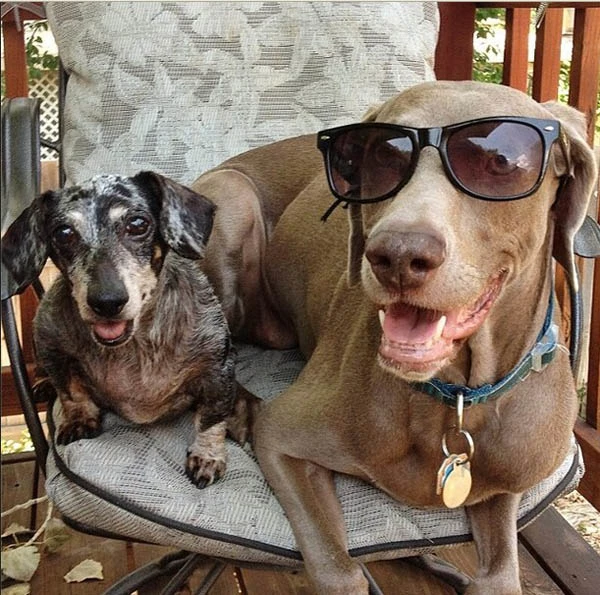 Insta-cuteness: Διάσημα παιχνιδιάρικα σκυλάκια με δικό τους instagram